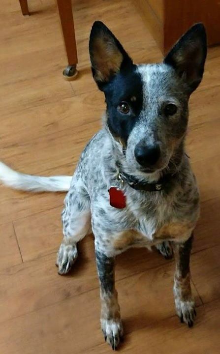 Lost Dog- Owatonna- Blue Heeler- Female Date Lost: 12-03-2017 Dog's ...