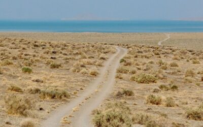 New sage grouse plan prohibits wind, solar on 35 million Western acres